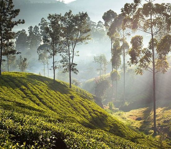 Cool Vacation - Platinum  <br>Package